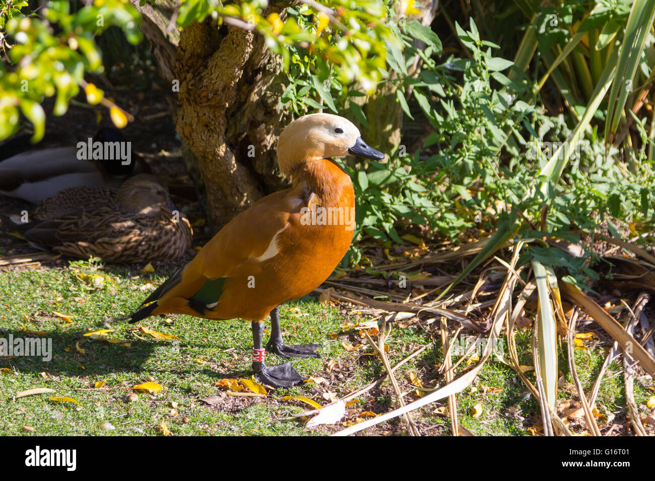 Gargantillo Ente (Anas Bahamensis) Stockfoto