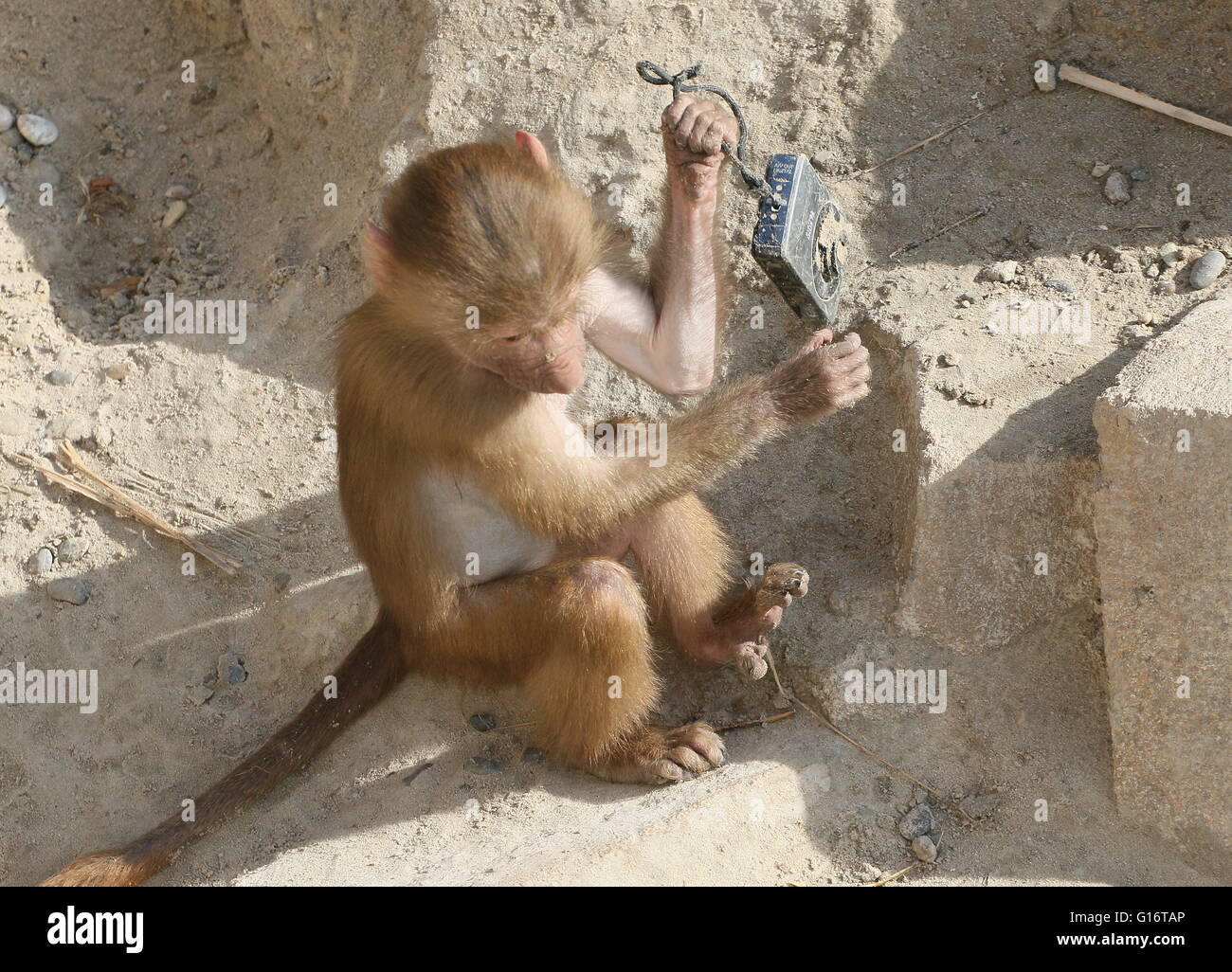 Junge afrikanische Heiligen Pavian (Papio Hamadryas) ausgelassen spielen mit einer Canon-Kompaktkamera in einem niederländischen Zoo (9 Bilder) Stockfoto