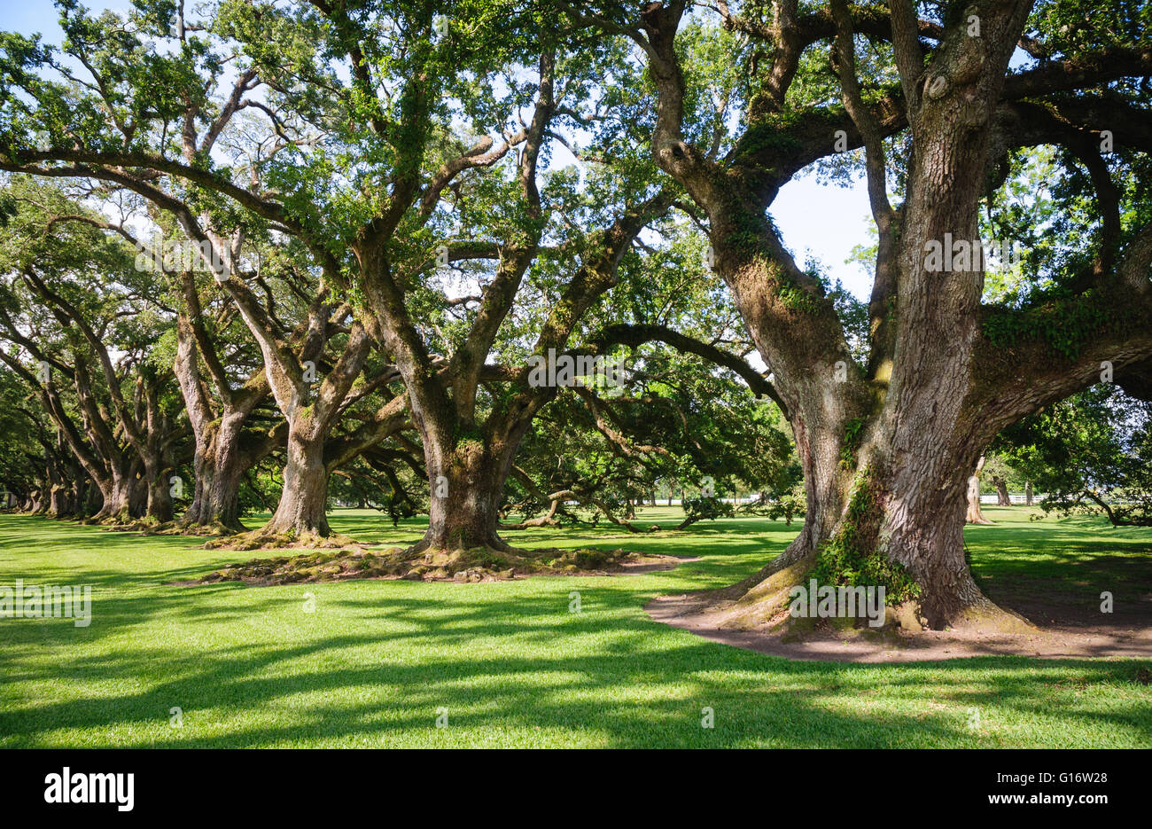 Oak Alley Plantation Stockfoto