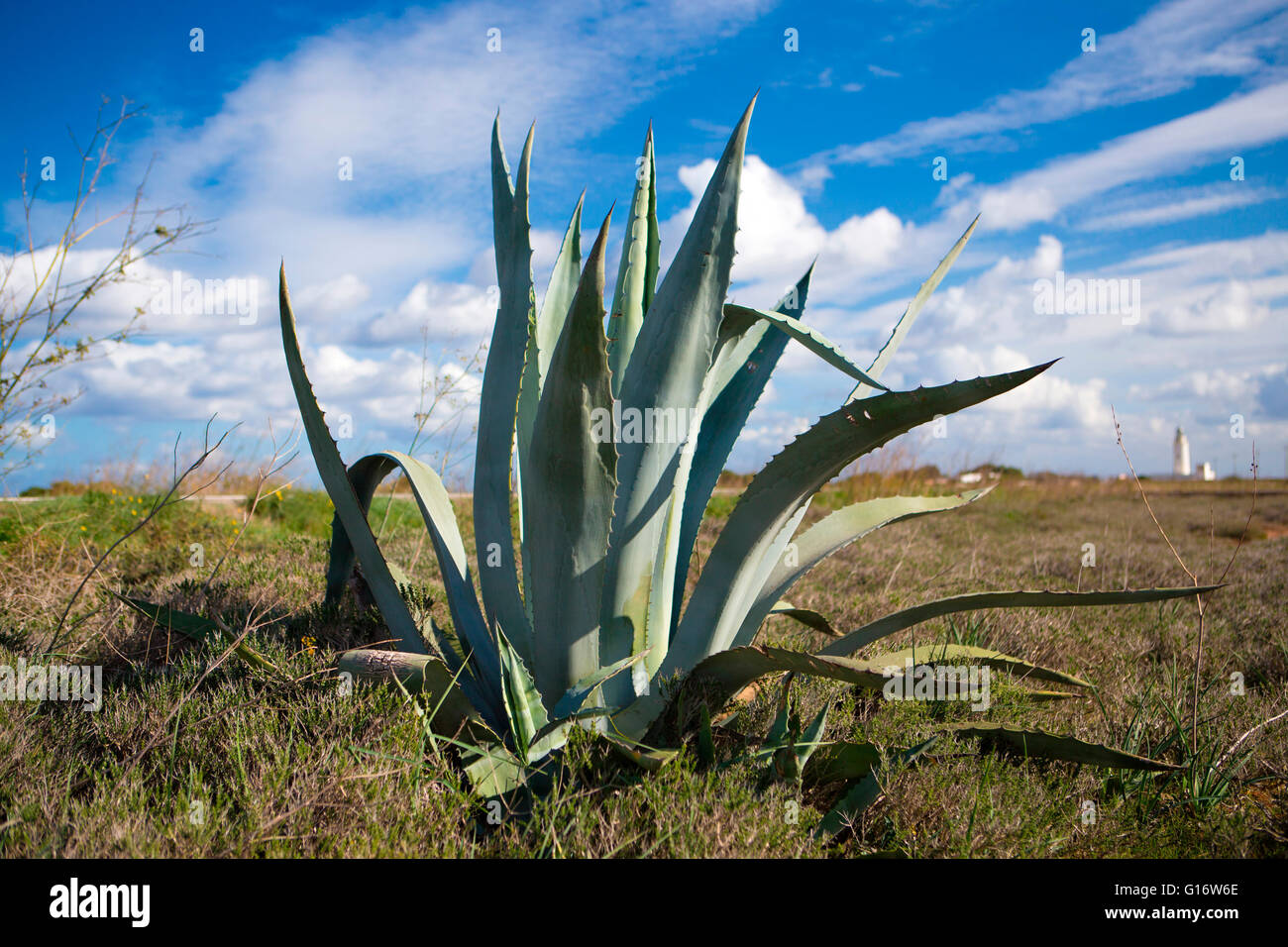 Ein Pitrera, eine typische Pflanze der Islad von Formentera, in der Nähe der Leuchtturm von La Mola. Formentera (Balearen). Stockfoto