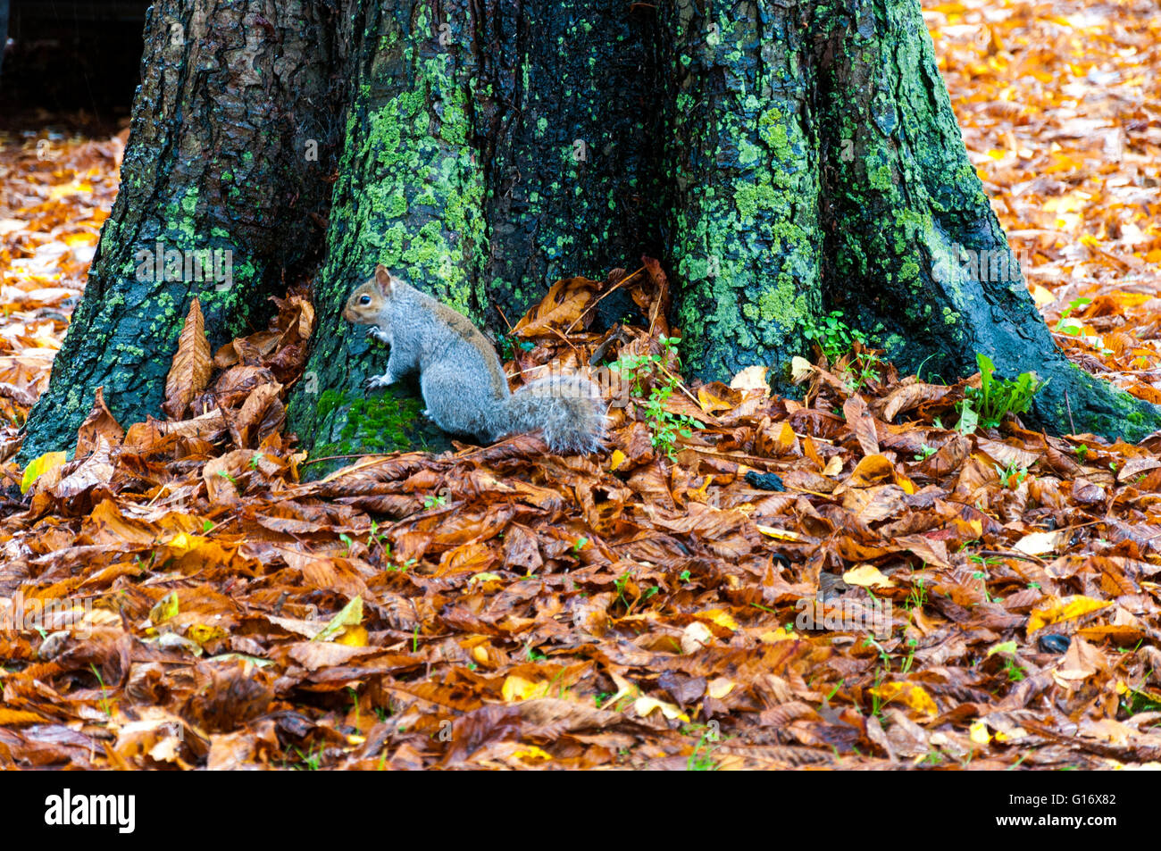 Sciurus Carolinensis oder östlichen gemeinsame graue Eichhörnchen im Herbstlaub Stockfoto