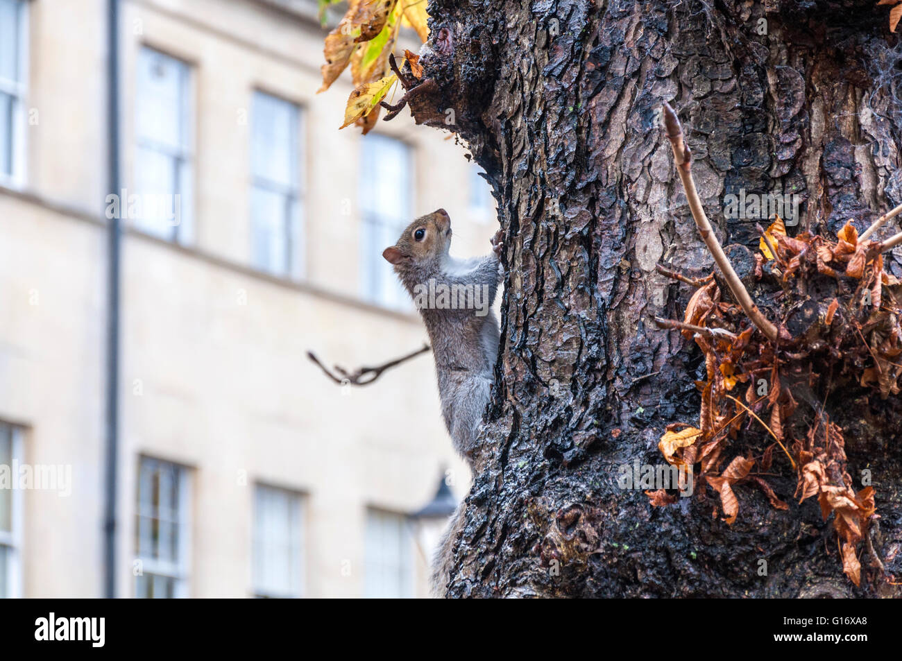 Sciurus Carolinensis oder östlichen gemeinsame graue Eichhörnchen im Herbstlaub Stockfoto