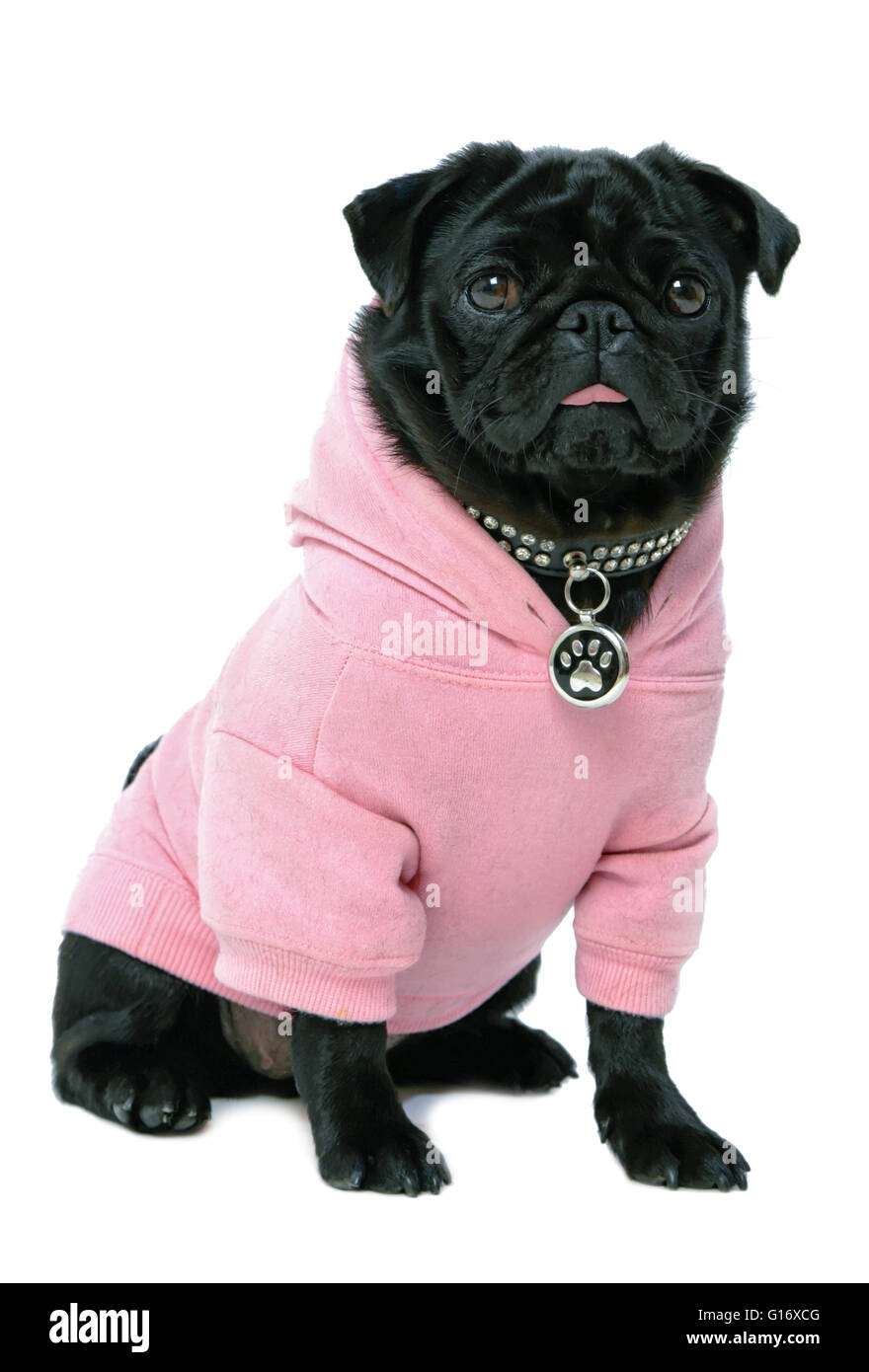 Kleine schwarze Mops Welpen Hund in rosa Kleidung auf weißem Hintergrund isoliert Model Release: Nein Property Release: Ja (Hund). Stockfoto