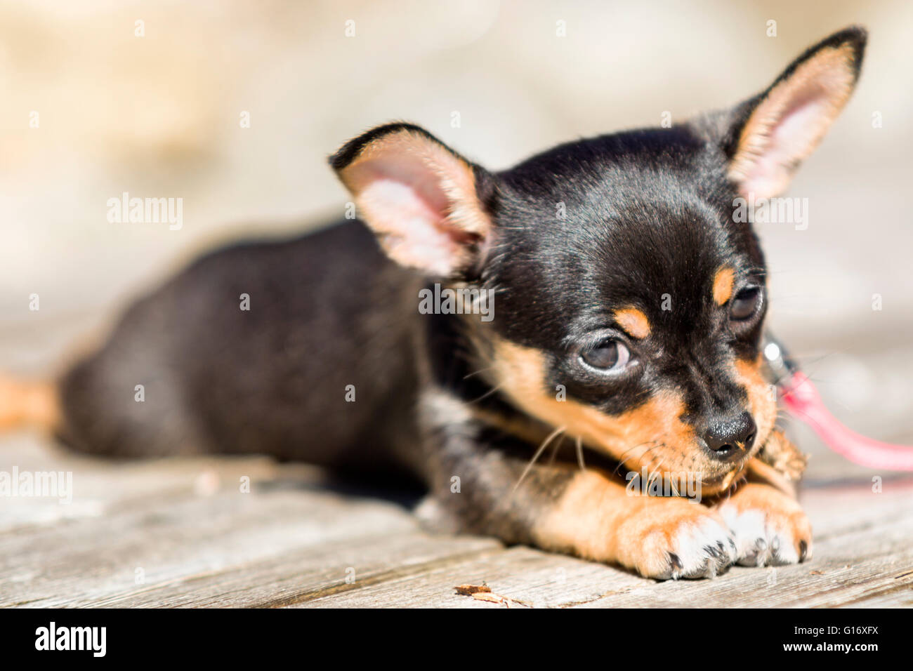 Frau Schwarz und tan Chihuahua Welpe Hund im Freien genießen Sie warme Wetter Model Release: Nein Property Release: Ja (CAT). Stockfoto