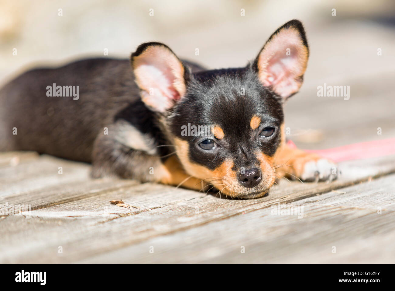 Frau Schwarz und tan Chihuahua Welpe Hund im Freien genießen Sie warme Wetter Model Release: Nein Property Release: Ja (CAT). Stockfoto