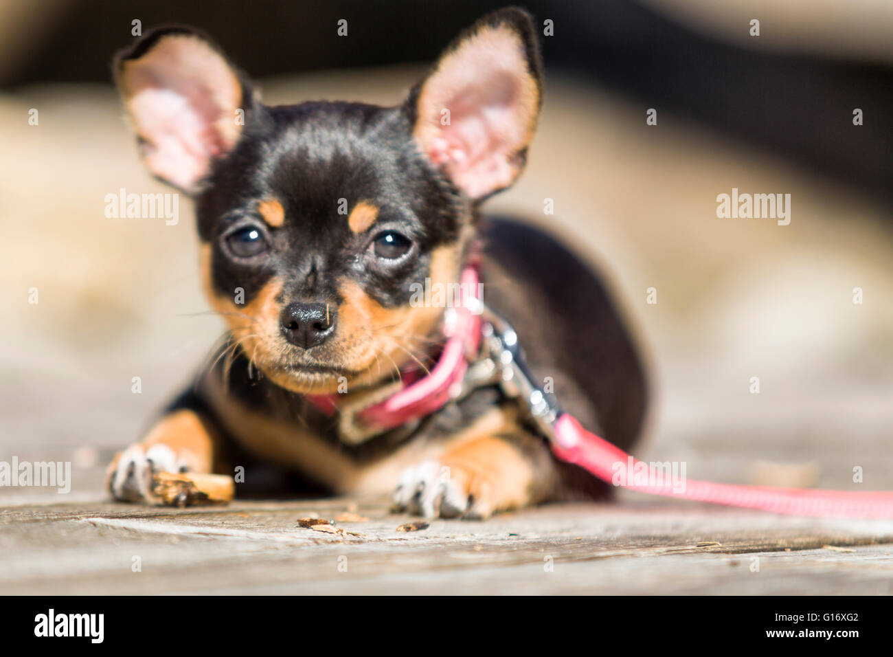 Frau Schwarz und tan Chihuahua Welpe Hund im Freien genießen Sie warme Wetter Model Release: Nein Property Release: Ja (Hund). Stockfoto