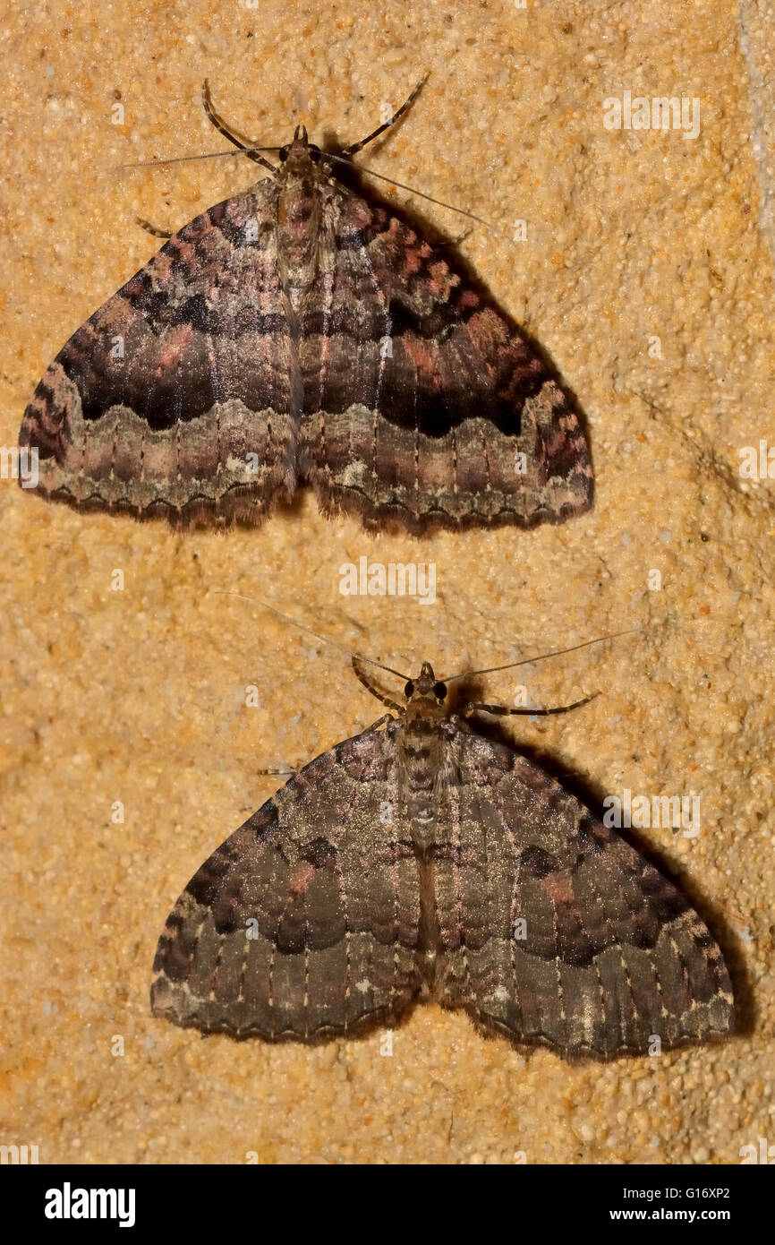 Die Gewebe-Motten (Triphosa Dubitata) over in Höhle überwintern. Britische Insekt in der Familie Geometridae, Geometer Motten Stockfoto
