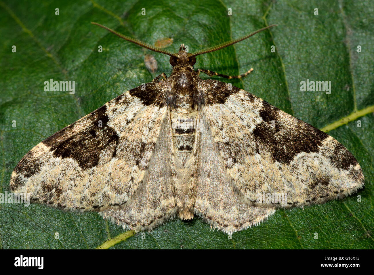 Garten Teppich Motte Stockfotos Garten Teppich Motte Bilder Alamy