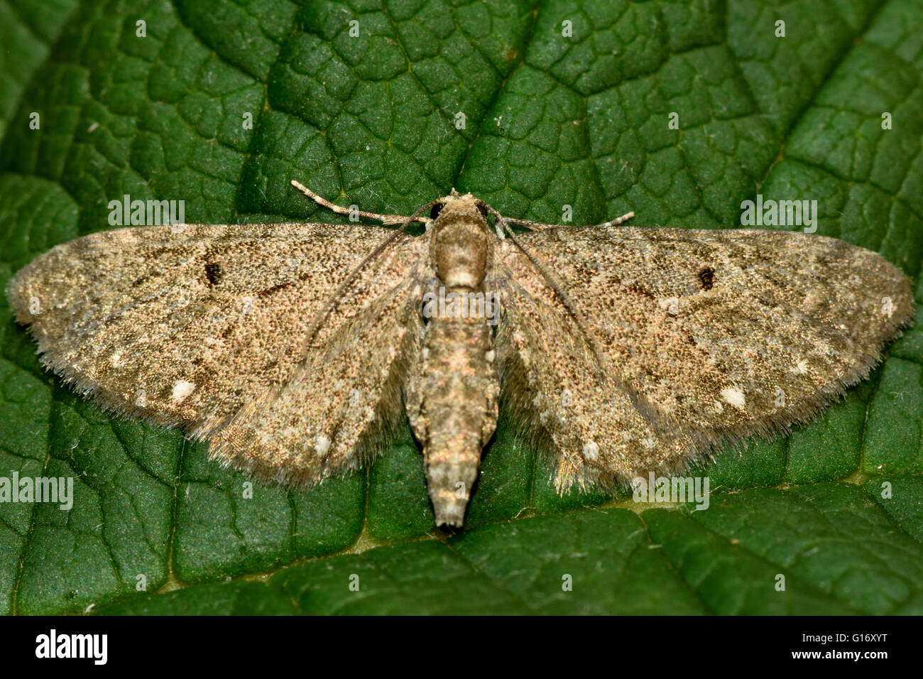 Weiß gefleckten Mops Motte (Eupithecia Tripunctaria). Britische Insekt in der Familie Geometridae, Geometer Motten Stockfoto