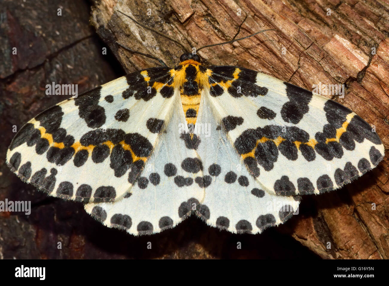 Die Elster Moth (Abraxas Grossulariata). Britische Insekt in der Familie Geometridae, Geometer Motten Stockfoto