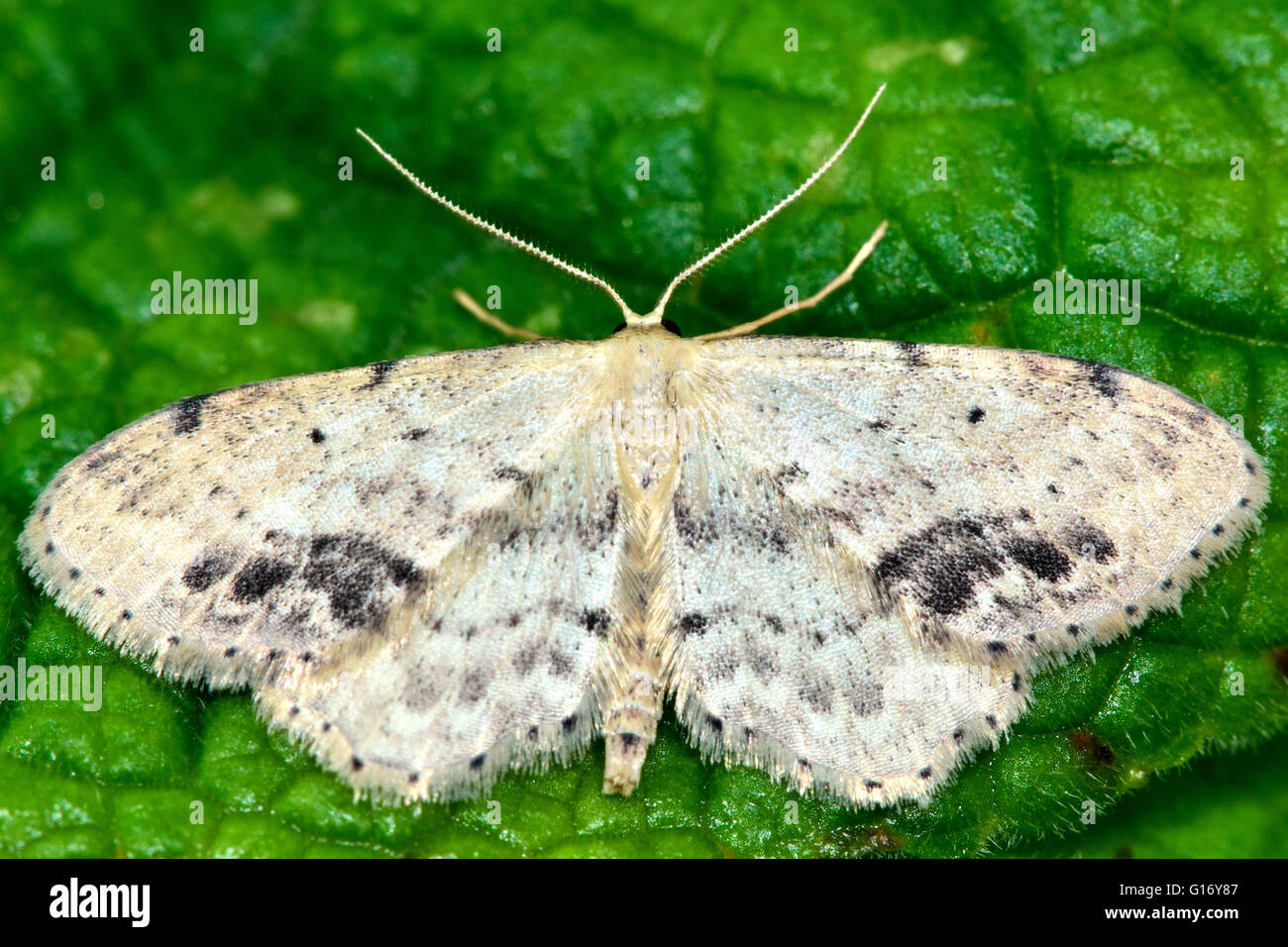 Single-gepunktete Welle Motte (Idaea Dimidiata). Britische Insekt in der Familie Geometridae, Geometer Motten Stockfoto