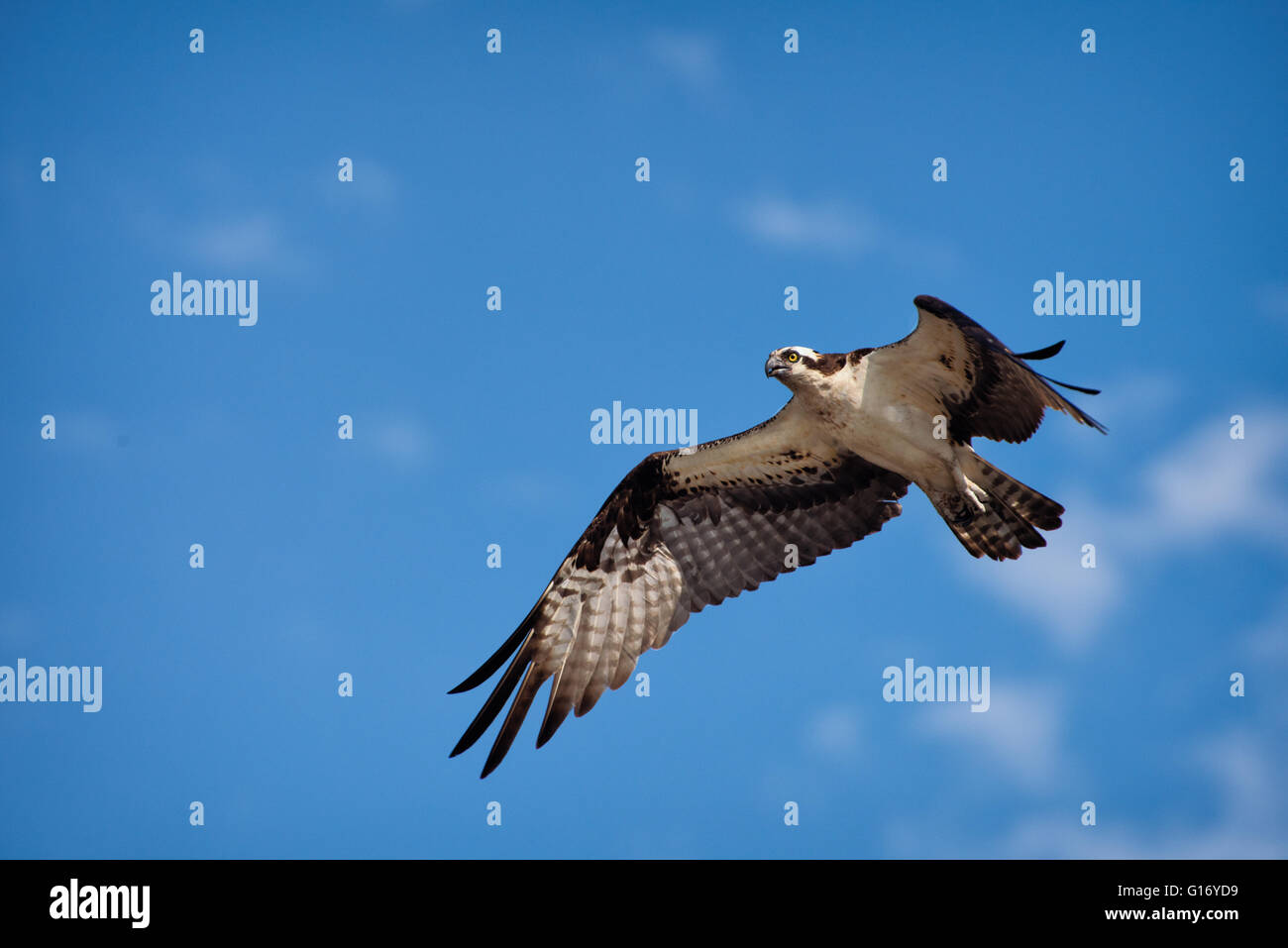 Ospret im Flug - Henderson Stockfoto