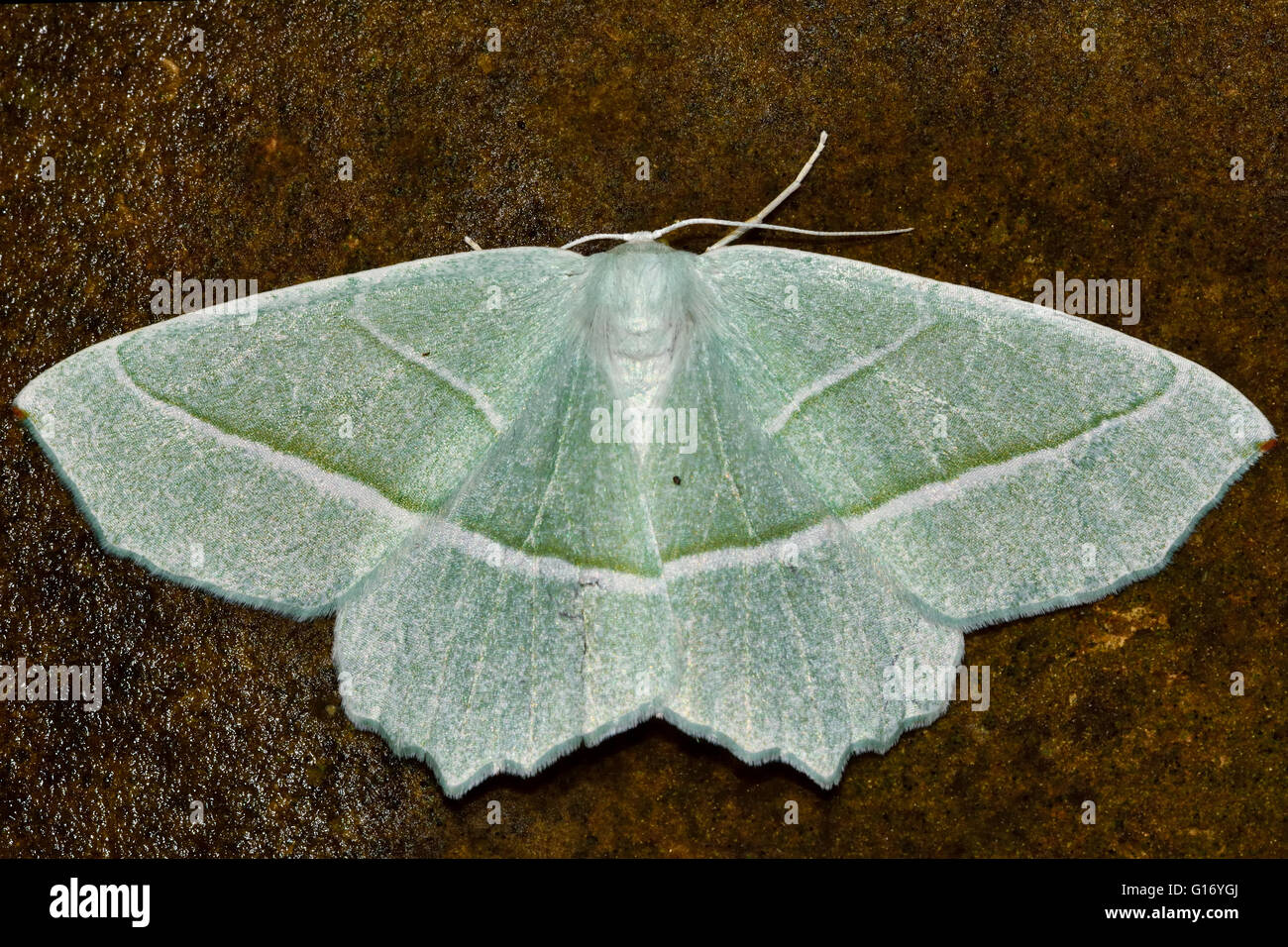 Leichte Smaragd Motte (Campaea Margaritata) von oben. Britische Insekt in der Familie Geometridae, Geometer Motten Stockfoto