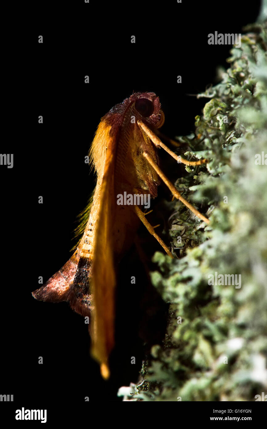 Verbrannte Flügel Motte (Plagodis Dolabraria) auf Flechten. Britische Insekt in der Familie Geometridae, Geometer Motten Stockfoto