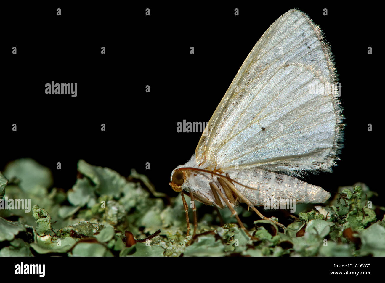 Silber Motte (Lomographa Temerata) im Profil getrübt. Britische Insekt in der Familie Geometridae, Geometer Motten Stockfoto