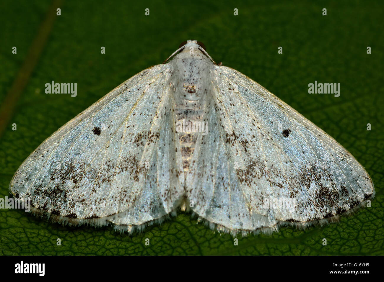 Getrübt, Silber Motte (Lomographa Temerata) von oben. Britische Insekt in der Familie Geometridae, Geometer Motten Stockfoto