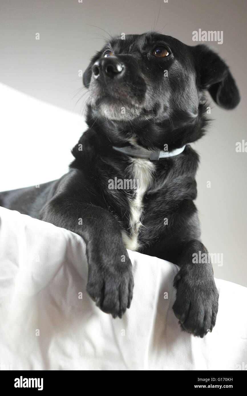 Süßes kleines schwarzes Hundeporträt auf weißem Hintergrund Stockfoto