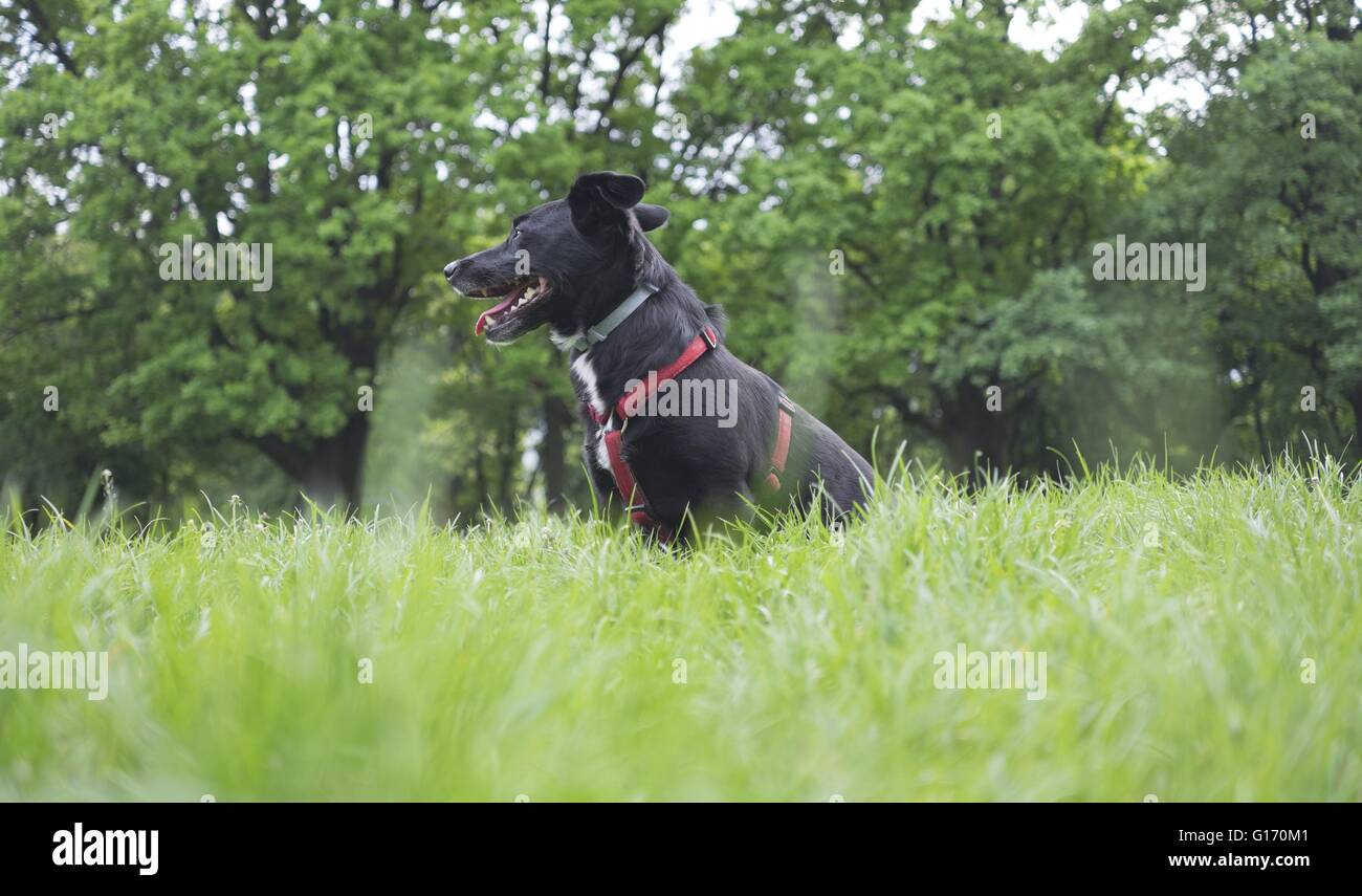 Kleiner schwarzer Hund mit Halsband in der Wiese Stockfoto