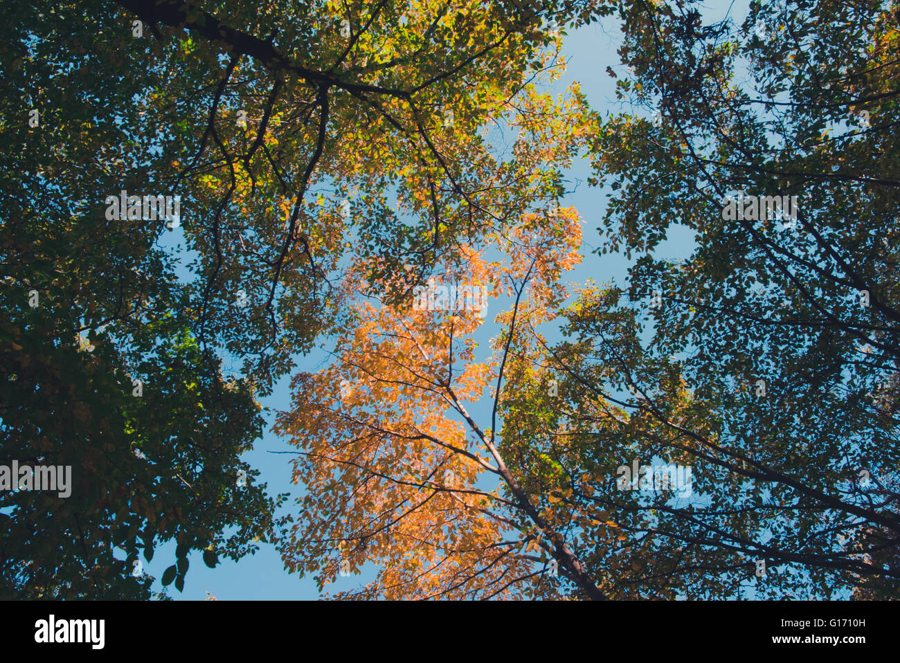 Bunte Wälder und Wald im Herbst Stockfoto