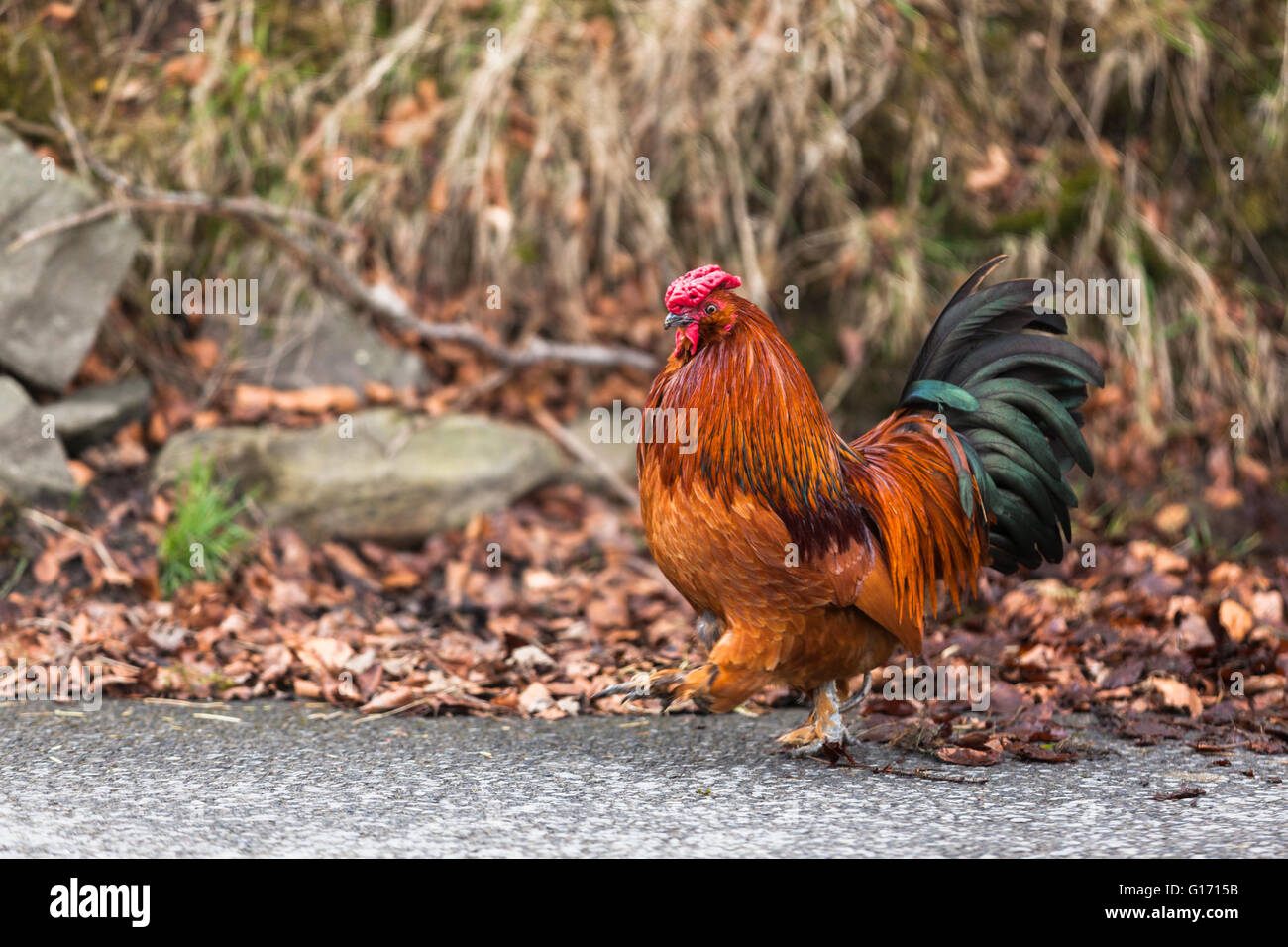 Hahn auf einer Straße Stockfoto