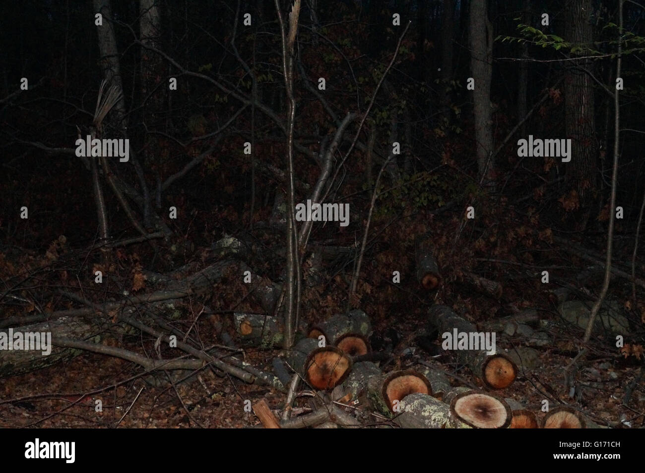 Der Wald bei Nacht Stockfoto