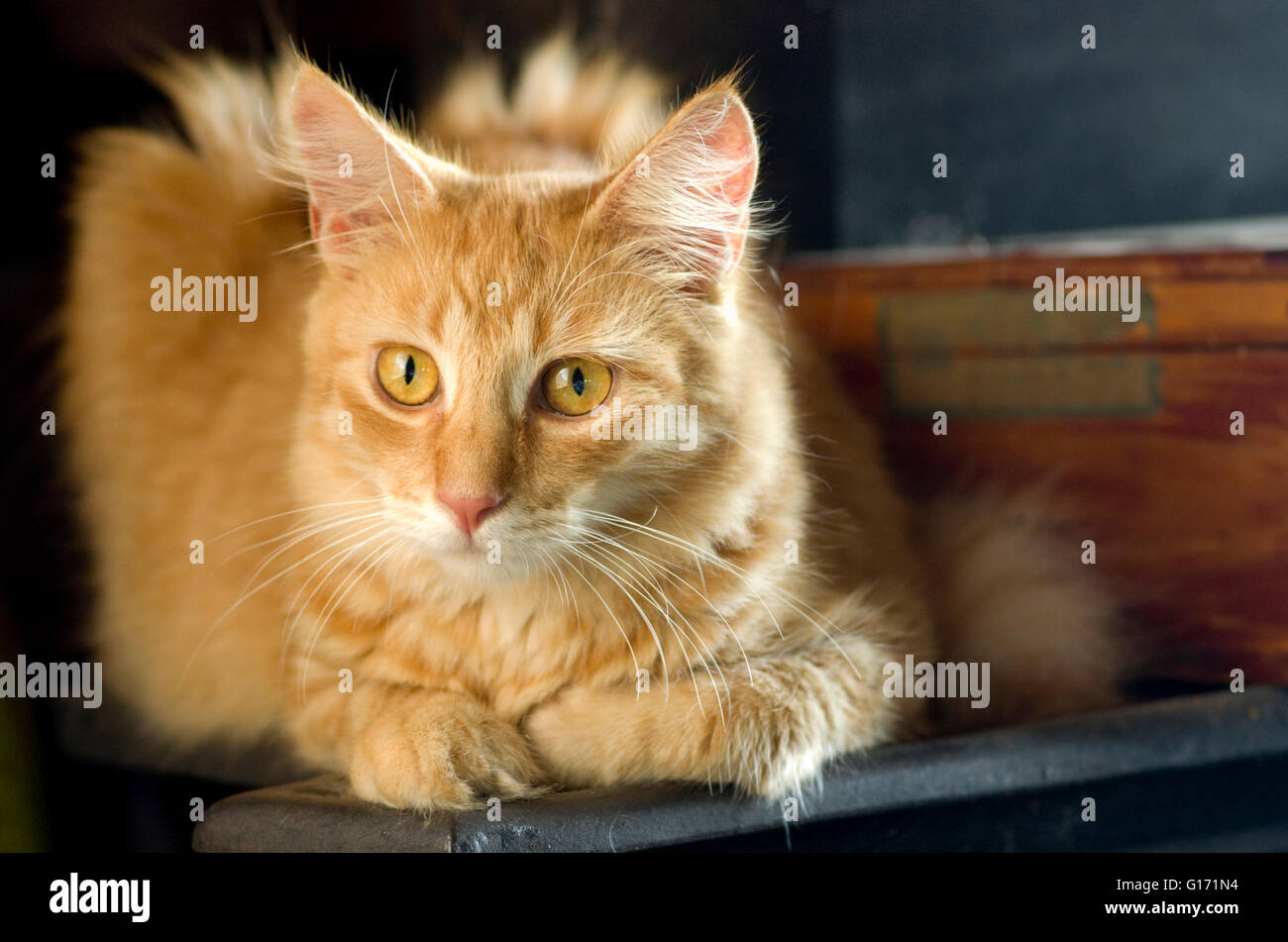 Rot Tabby Katze in kontemplativen Pose mit vorderen Pfoten gefaltet nach innen, lang/halb lang/Mittel lange Haare, gelb/Orange/gelb Augen. Stockfoto