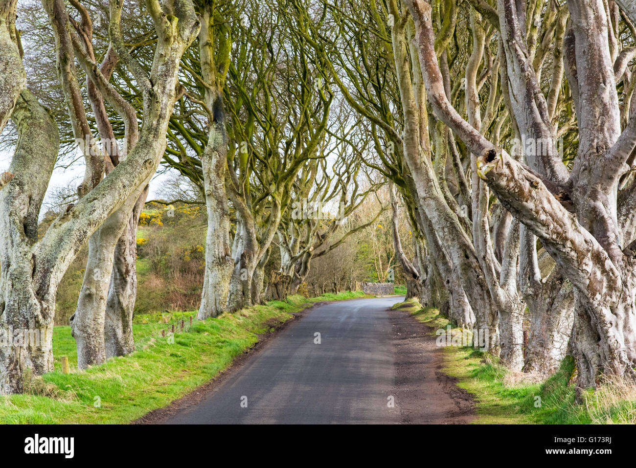 Die dunklen Hecken in der Nähe von Ballymoney, Co. Antrim, Nordirland.  Zusammenschnitt in der Game of Thrones als der Kings Road. Stockfoto