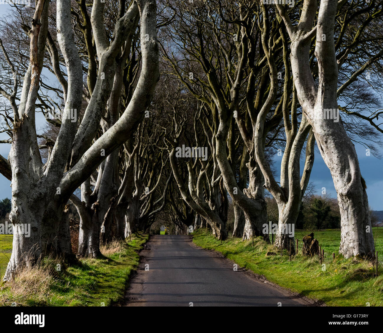 Die dunklen Hecken in der Nähe von Ballymoney, Co. Antrim, Nordirland.  Zusammenschnitt in der Game of Thrones als der Kings Road. Stockfoto