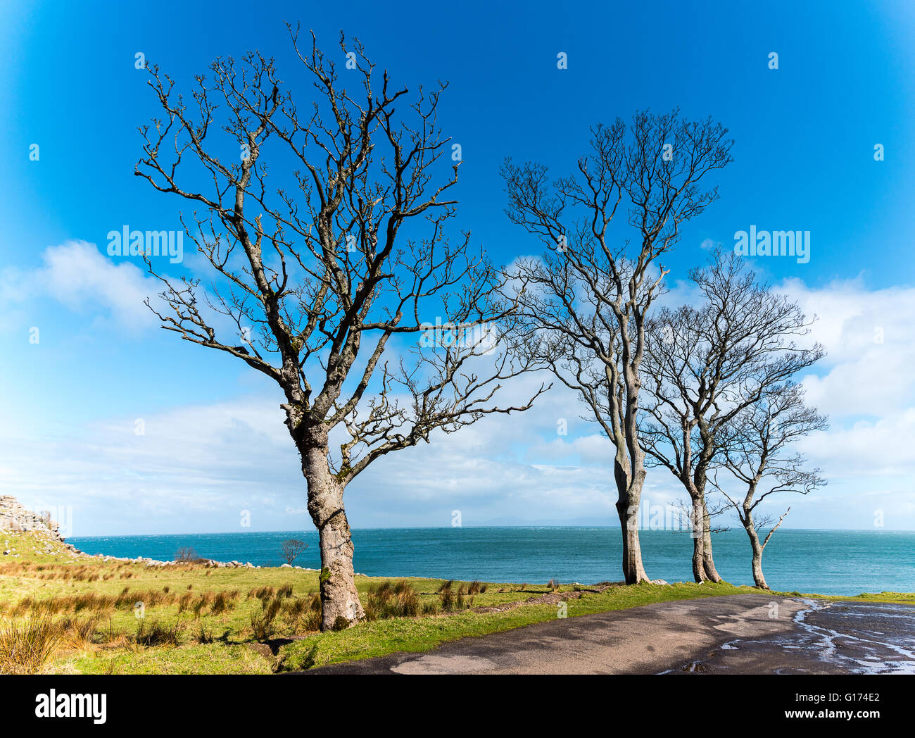 Bäume am Murlough Bay, County Antrim, Nordirland Stockfoto