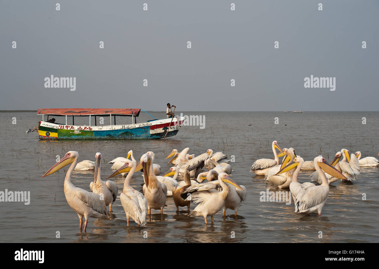 Pelikane + Touristenboot. Lake Ziway (Äthiopien) Stockfoto