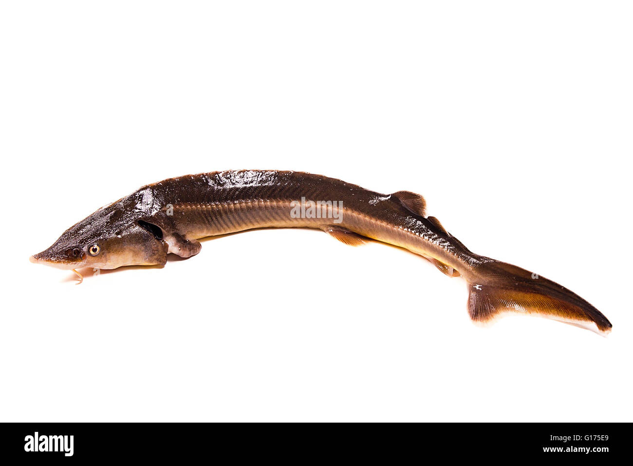 Frische kleine Stör Fisch isoliert auf weißem Hintergrund. Frische Sterlet Fisch gerade aus dem Wasser genommen. Stockfoto