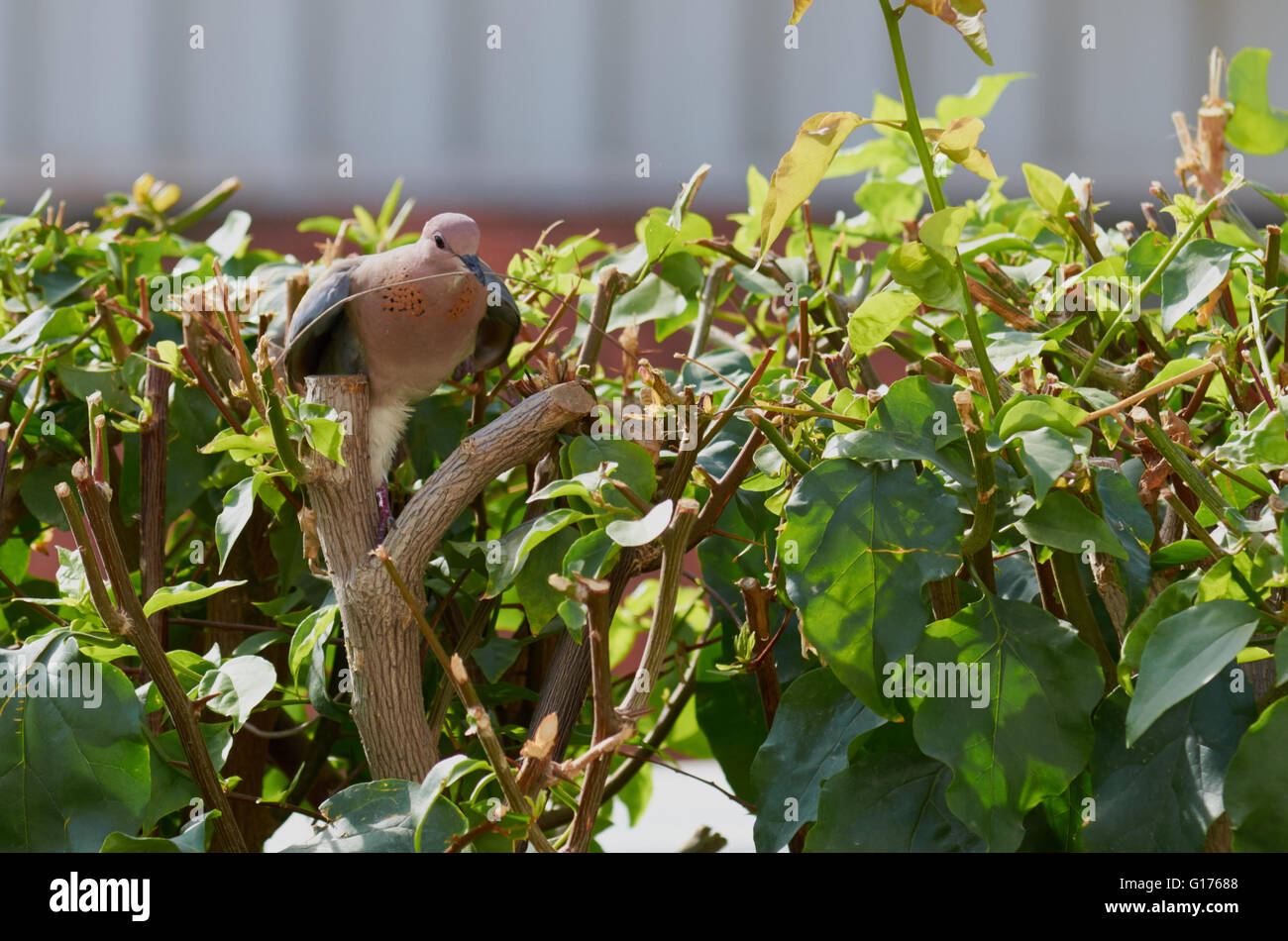 Lachend Taube sammeln Zweige um ein Nest zu bauen Stockfoto