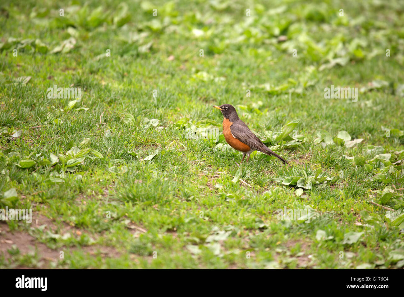 Ein American Robin (Turdus Migratorius) am Central Park in New York City, USA. Das Rotkehlchen ist ein beliebtes Singvogel. Stockfoto