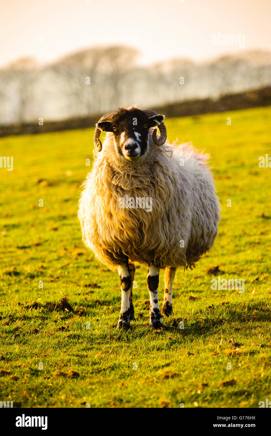 Schafe im zeitigen Frühjahr auf Weide über Calder Vale im Wald von Bowland Lancashire England Stockfoto
