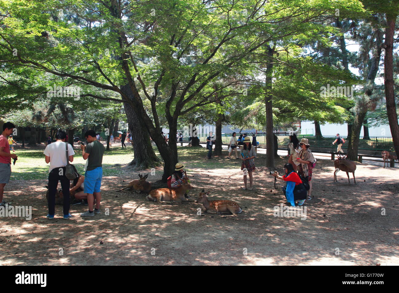 Chinesische Touristen in Nara, Japan. Nara ist ein wichtiges Reiseziel in Japan mit wilden Sika Deer. Stockfoto