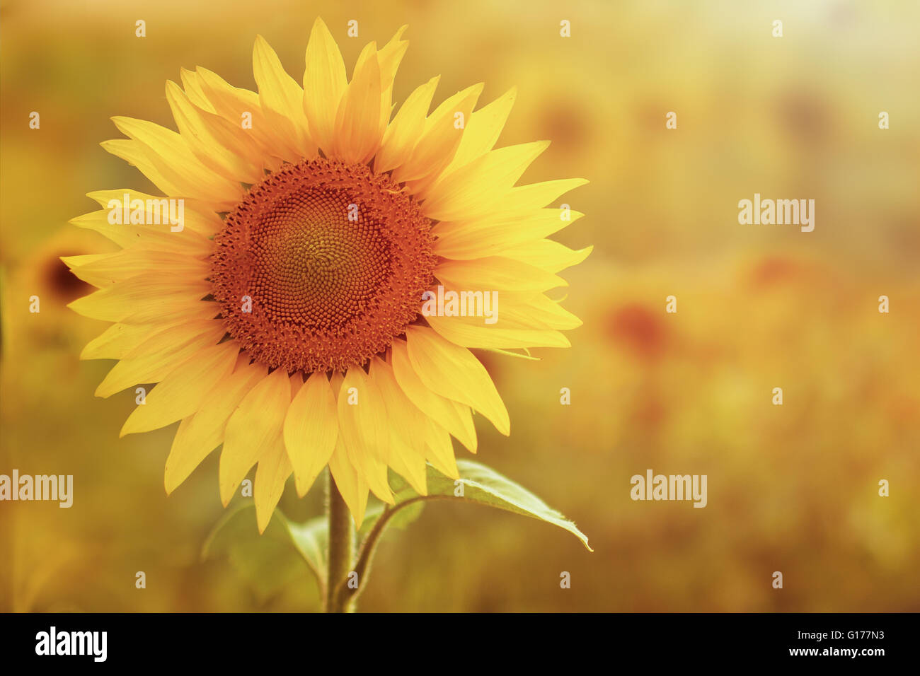 Close-up Sonnenblume mit Sonnenlicht Stockfoto