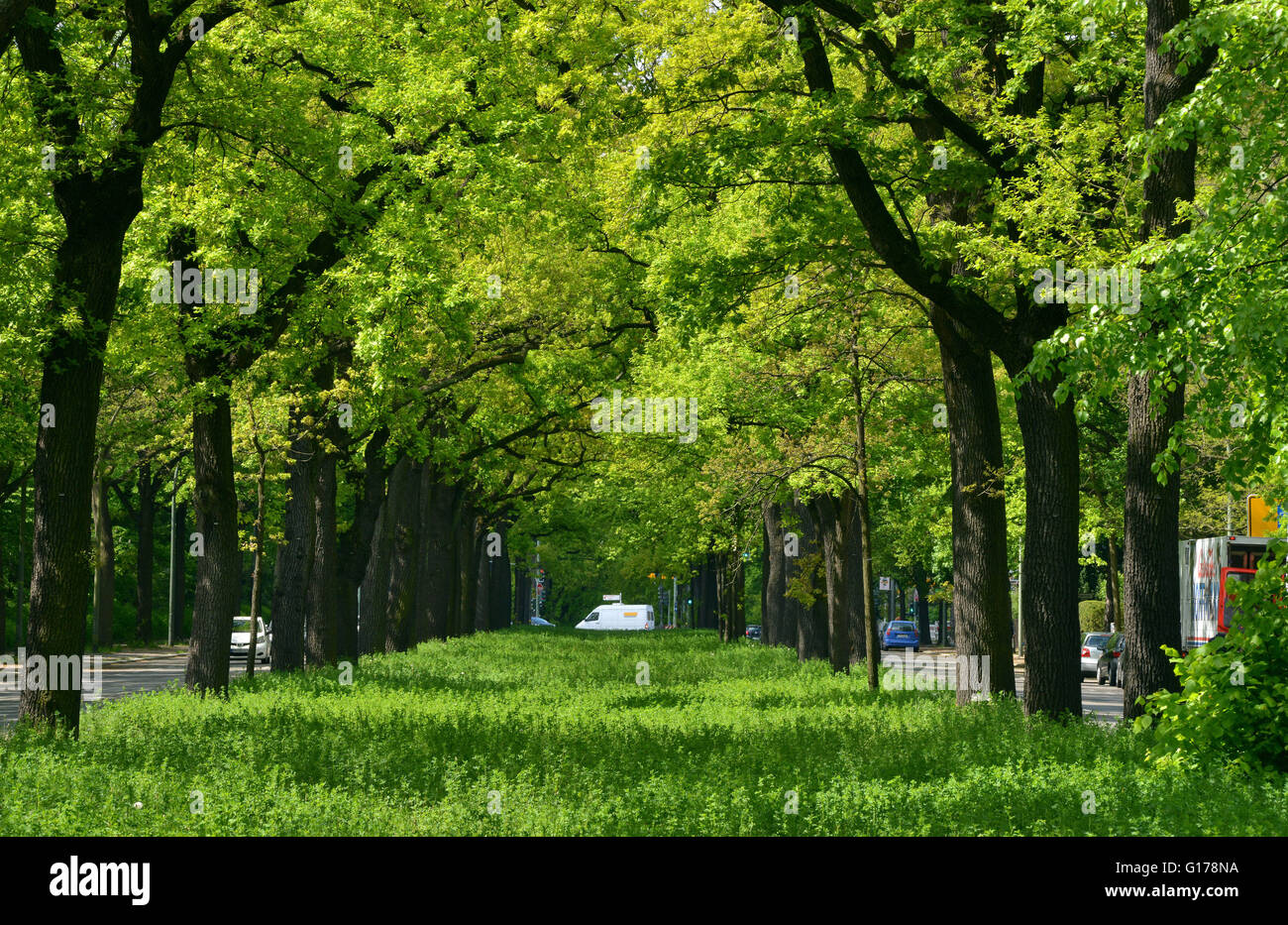 Eichenallee, Potsdamer Chaussee, Zehlendorf, Berlin, Deutschland