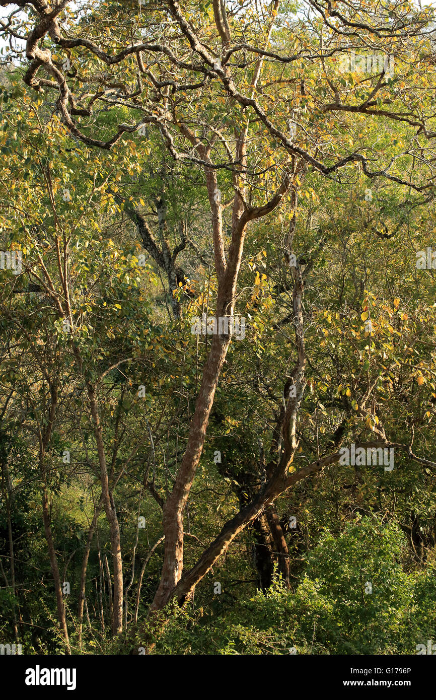 K Gudi Wildniscamp, B R Hills, Karnataka, Indien Stockfoto