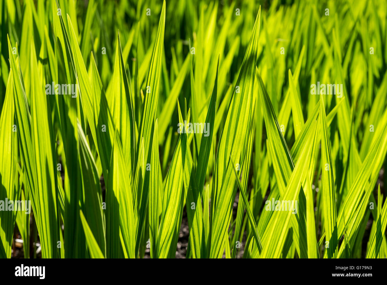 Sonne auf lebendigen grünen stacheligen Grashalme Stockfoto