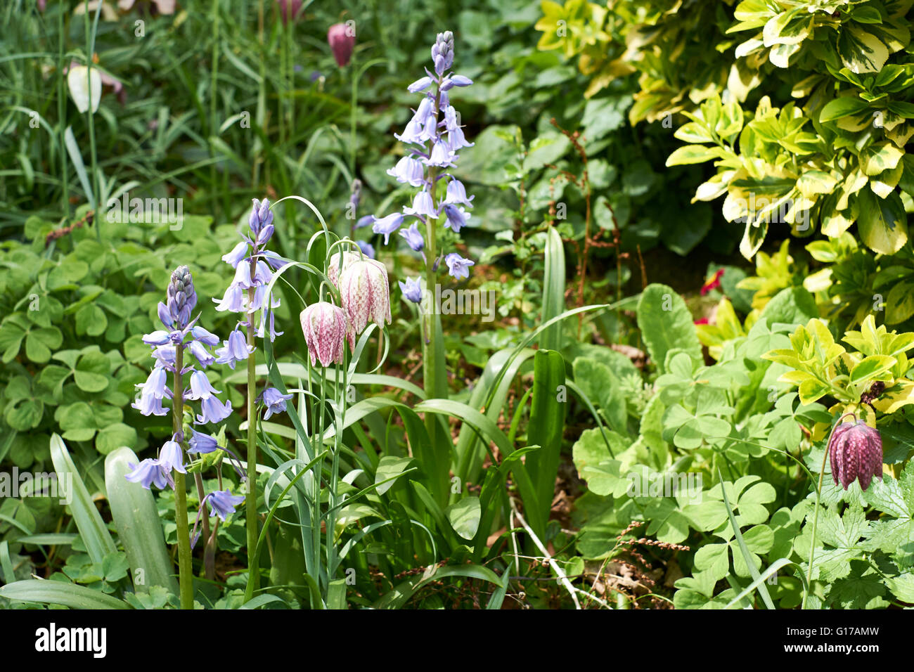 Einen englischen Landschaftsgarten Blumenbeet mit Glockenblumen (Hyacinthoides non-Scripta) und Fritillarias (Fritillaria Meleagris). Frühling. Stockfoto