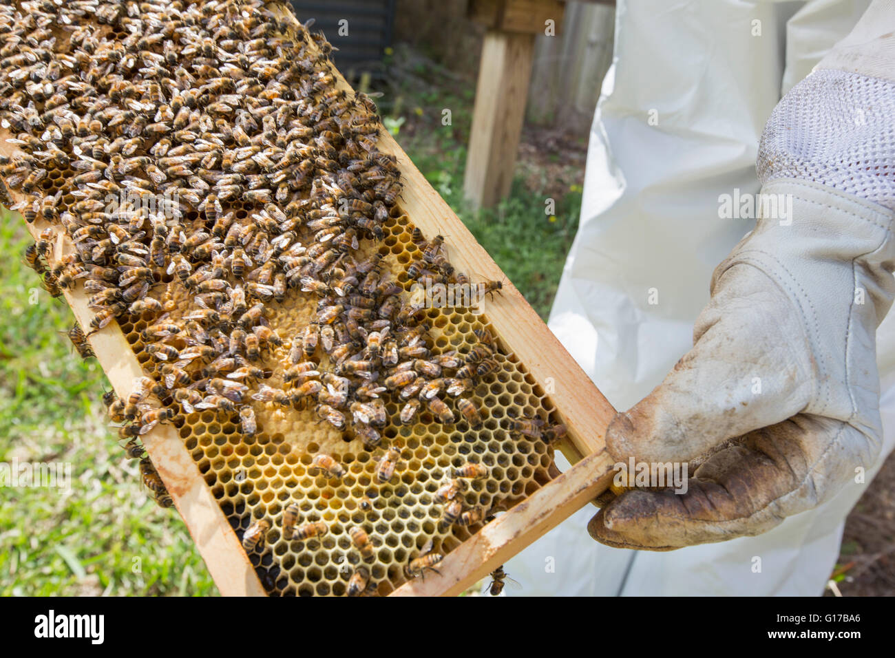 Imker Halterahmen Bienenkorb mit Bienen, Nahaufnahme Stockfoto