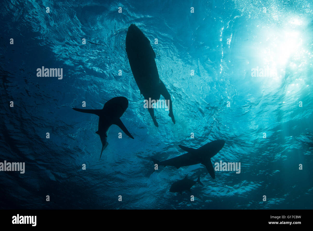 Niedrigen Winkel Unterwasserblick Surfer auf Surfbrett mit Haien, Colima, Mexiko Stockfoto