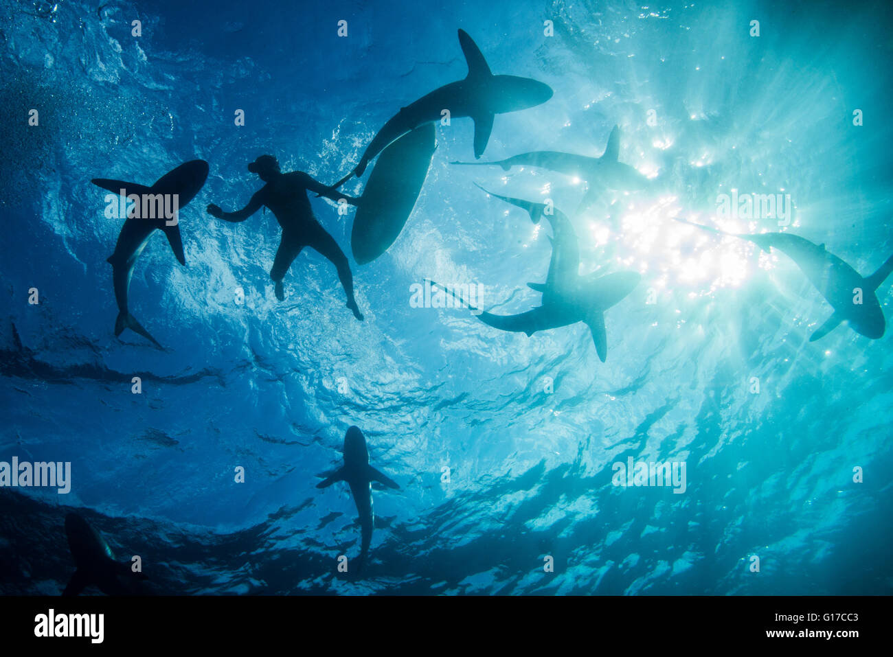 Niedrigen Winkel Unterwasserblick Surfer mit Surfbrett mit Haien, Colima, Mexiko Stockfoto