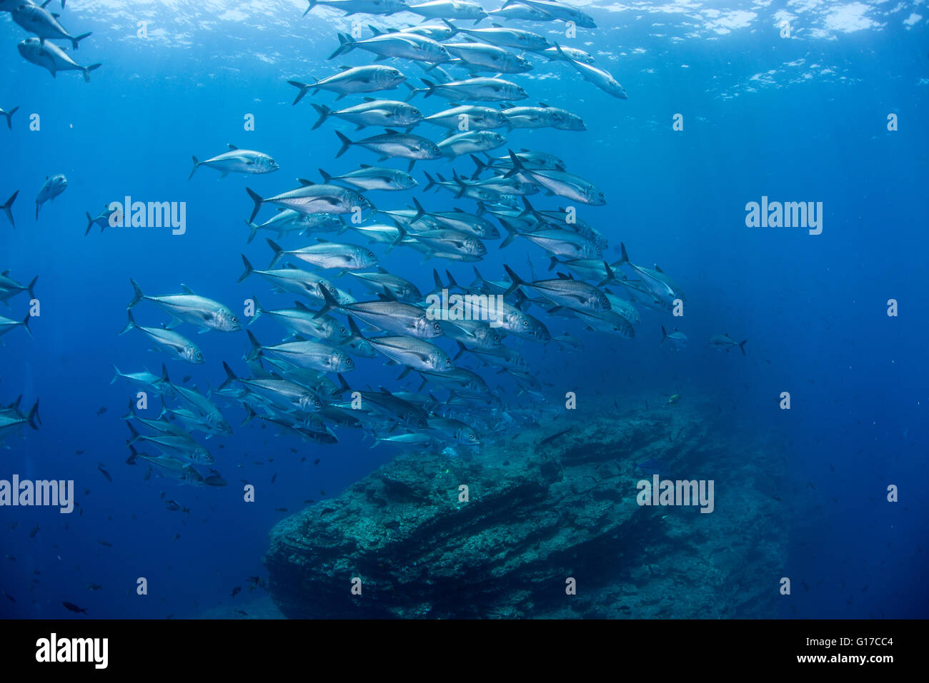 Unterwasserblick Untiefe Pferdeauge Jack schwimmen über felsige Bildung, San Benedicto, Revillagigedo, Colima, Mexiko Stockfoto