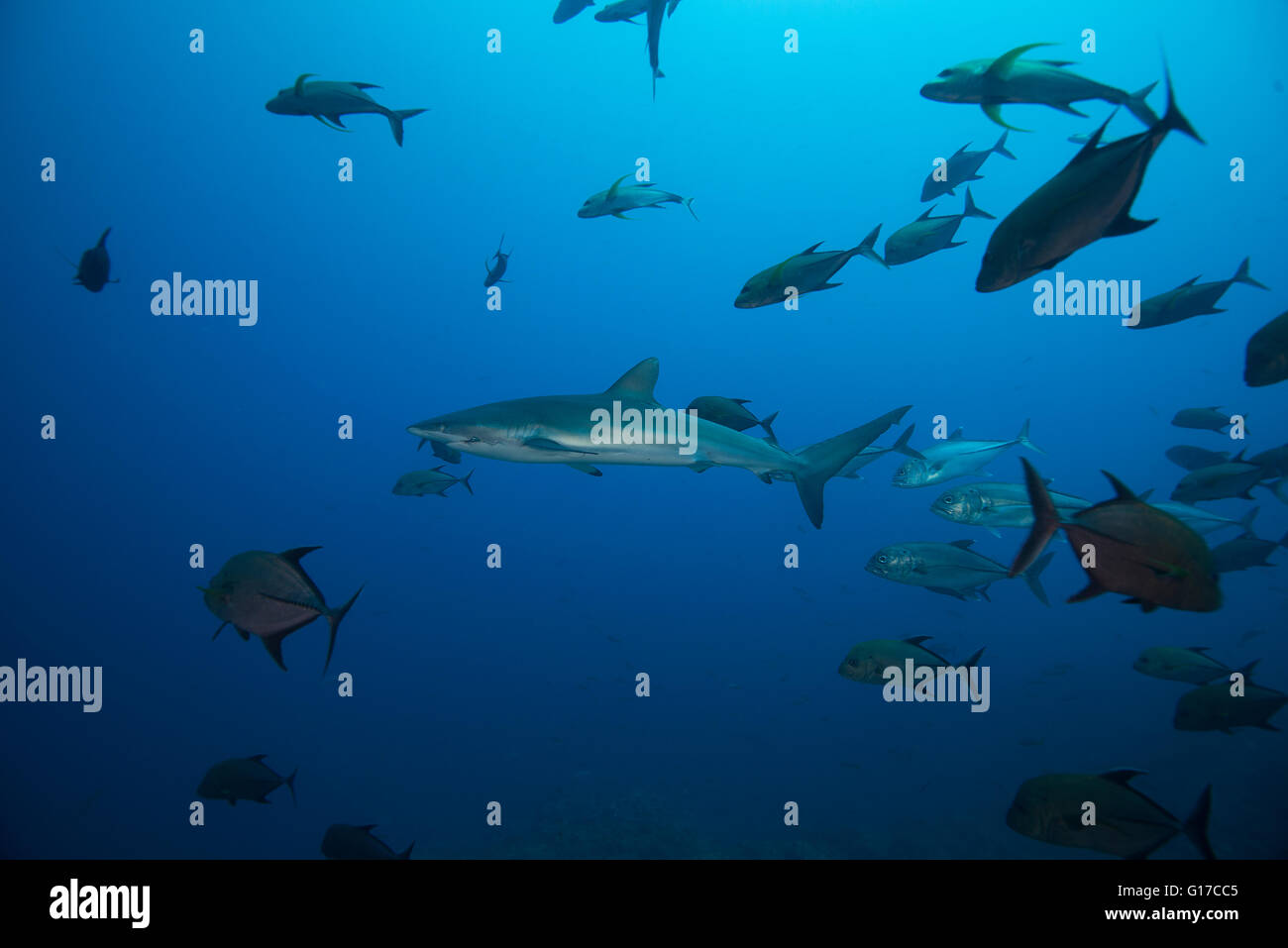 Unterwasserblick Untiefe seidig Hai (Carcharhinus Falciformis) San Benedicto, Revillagigedo, Colima, Mexiko Stockfoto