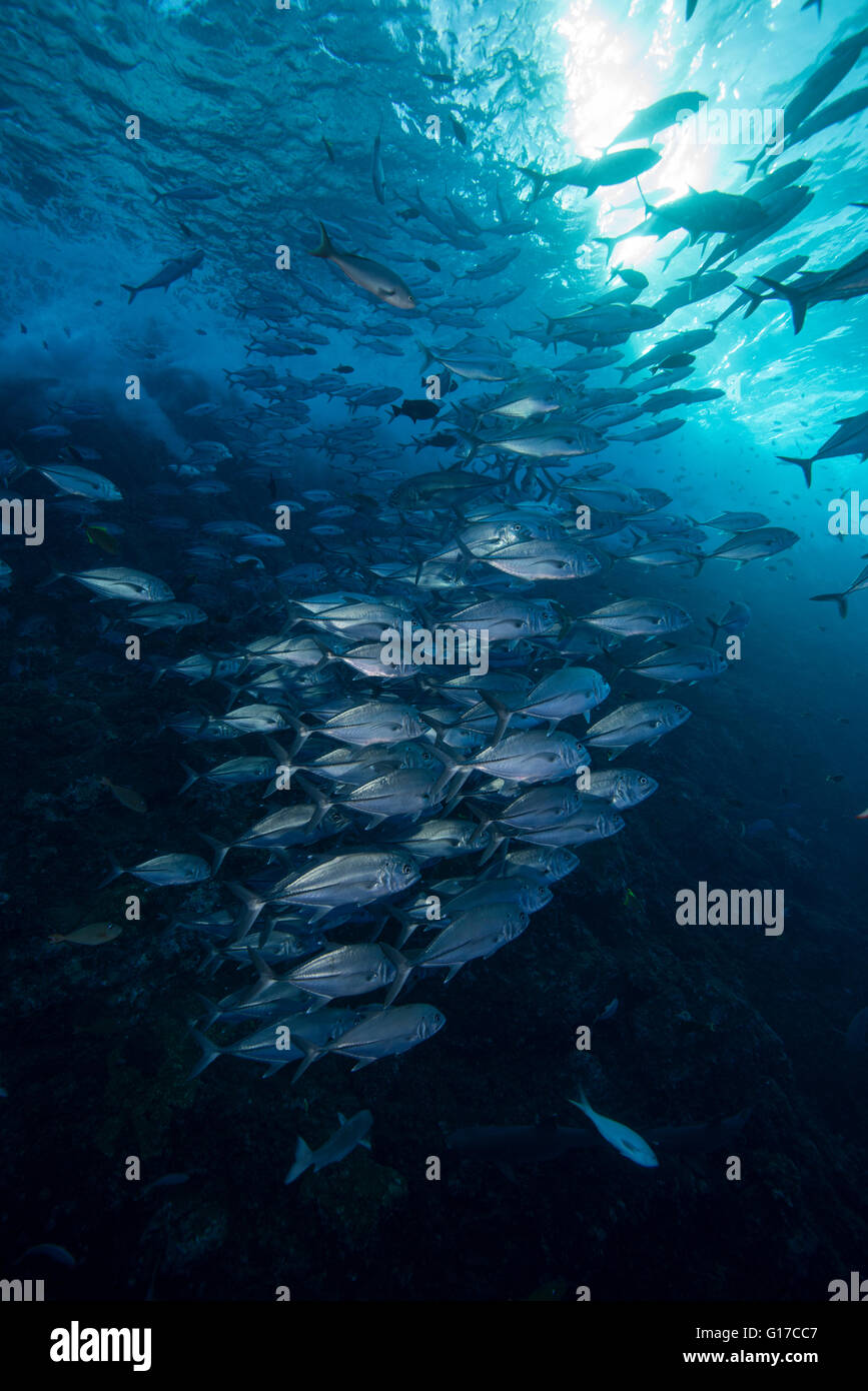 Unterwasserblick Untiefe Pferdeauge Buchse (Caranx Latus) Roca Partida, Revillagigedo, Colima, Mexiko Stockfoto