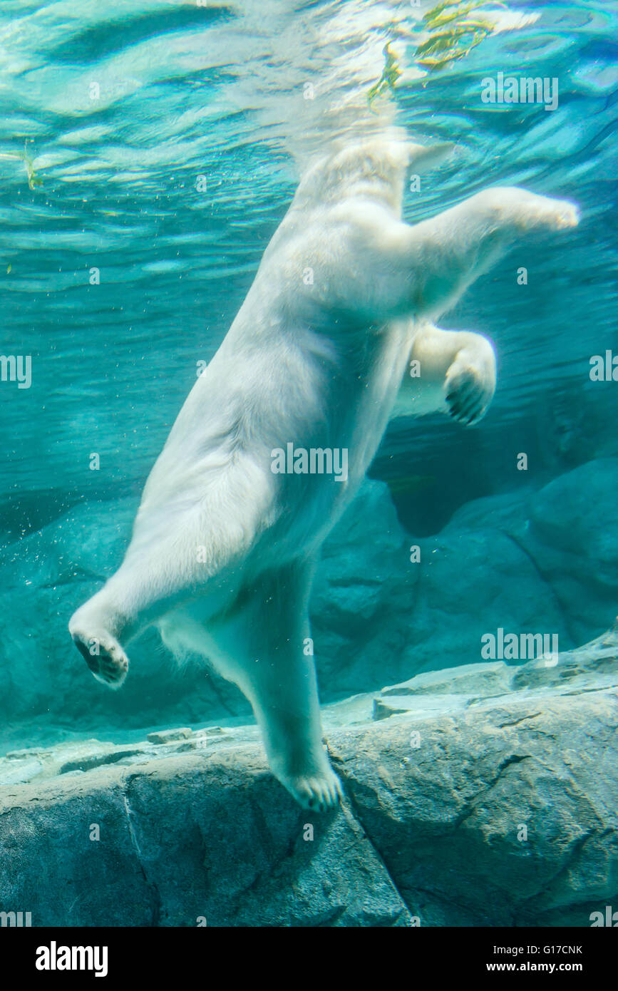 Sao Paulo, Brasilien, 16. Januar 2016: Eisbär (auch bekannt als Thalarctos Maritimus oder Ursus Maritimus) Schwimmen unter Wasser. Stockfoto