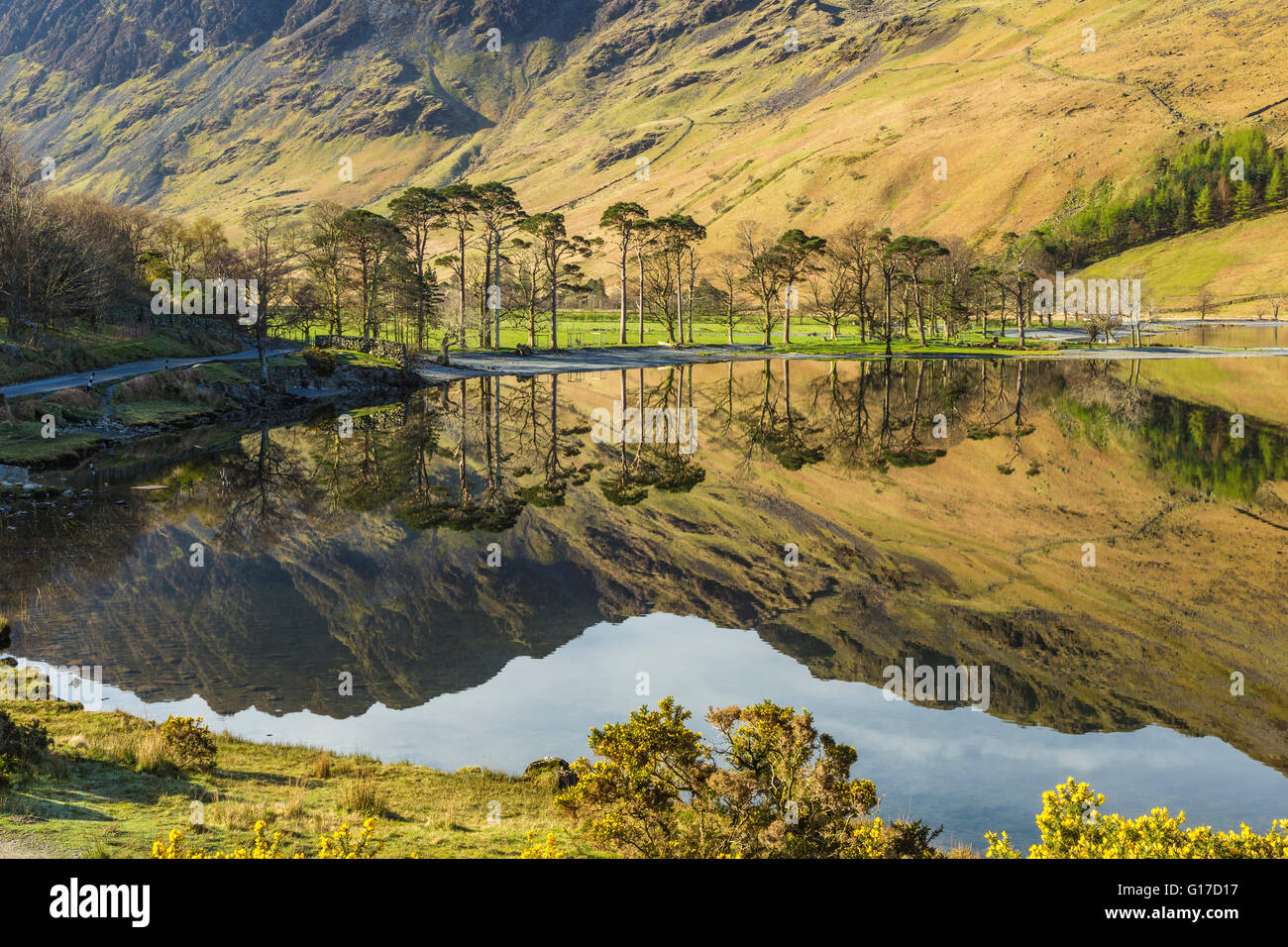 Glasartige Oberfläche von Buttermere reflektiert umgebenden Fells bald nach Sonnenaufgang Stockfoto
