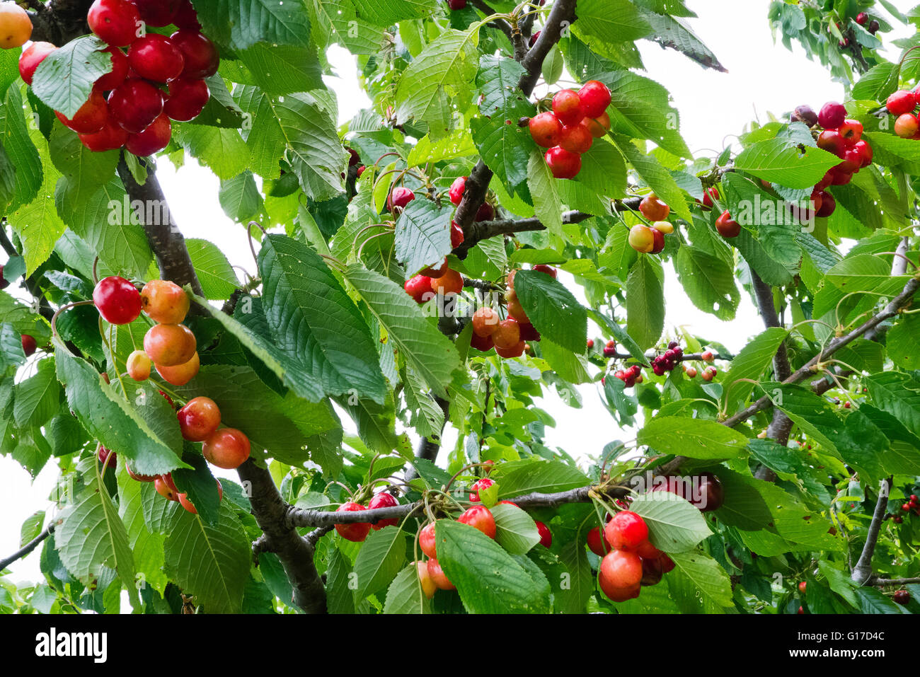 Zweige der reife Kirschen. Stockfoto