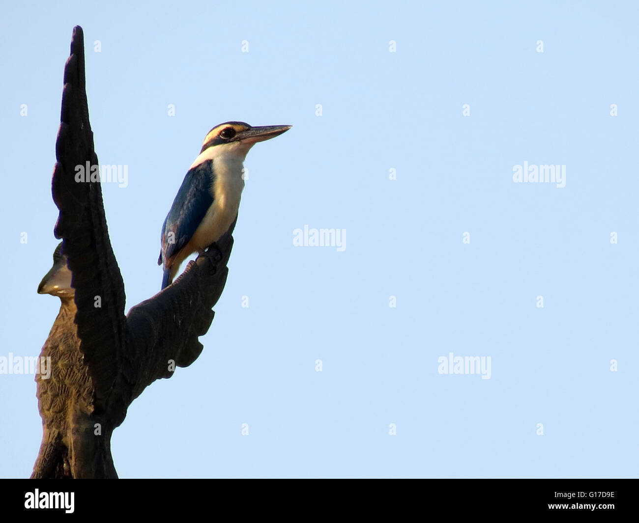 Collared Kingfisher Stockfoto